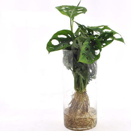 Fensterblatt Monstera in Cylinderglas – Zimmerpflanze – Ø12 cm – Ca. 25 cm hoch – Tropisches Blattschmuckgewächs in Hydrokultur – Pflegeleicht & modern