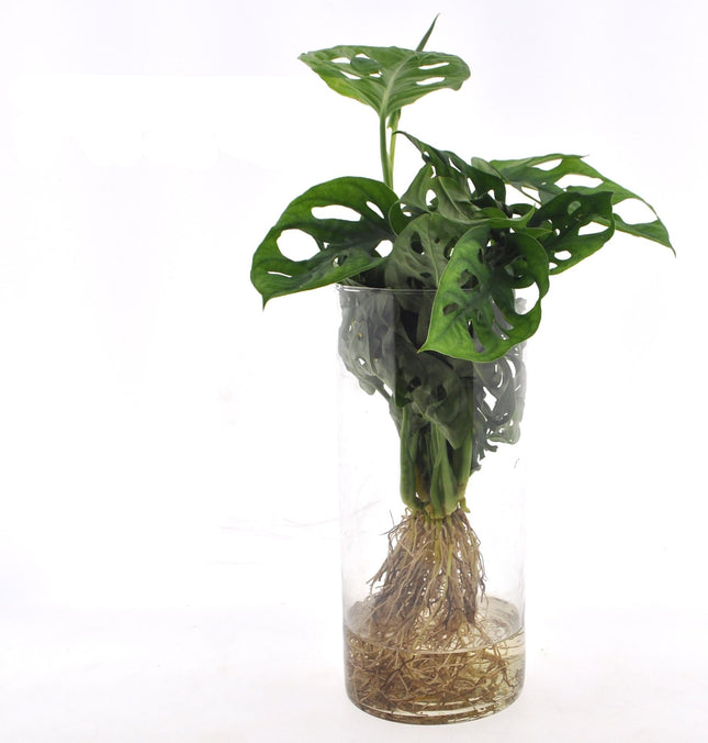 Fensterblatt Monstera in Cylinderglas – Zimmerpflanze – Ø12 cm – Ca. 25 cm hoch – Tropisches Blattschmuckgewächs in Hydrokultur – Pflegeleicht & modern