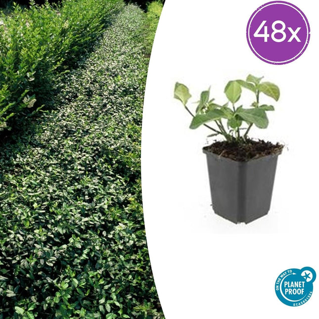 Euonymus fortunei 'Dart's Blanket' – Immergrüner Bodendecker – 48 Pflanzen – Ø9cm – ↕10-25cm – Buntlaubig & winterhart – Für Schatten & Beete