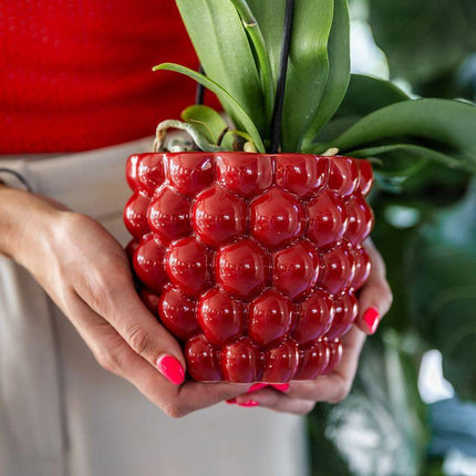 Pflanzenset Rote Phalaenopsis-Orchidee Congo & Sukkulenten – Inklusive keramische Berry Ziertöpfe – Blühende Zimmerpflanzen – Frisch vom Züchter