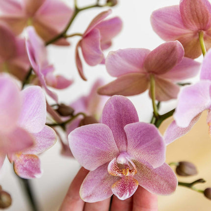 Phalaenopsis Orchidee – Treviso Altrosa – Ø9cm – Blühende Zimmerpflanze – Elegante Deko-Orchidee – Frisch vom Züchter