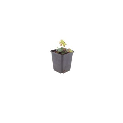 Geranium sanguineum Blut-Storchschnabel – 6 Pflanzen Ø9cm – Höhe10-25cm – Blühende Staude für Beet Steingarten Bodendecker – winterhart pflegeleicht bienenfreundlich