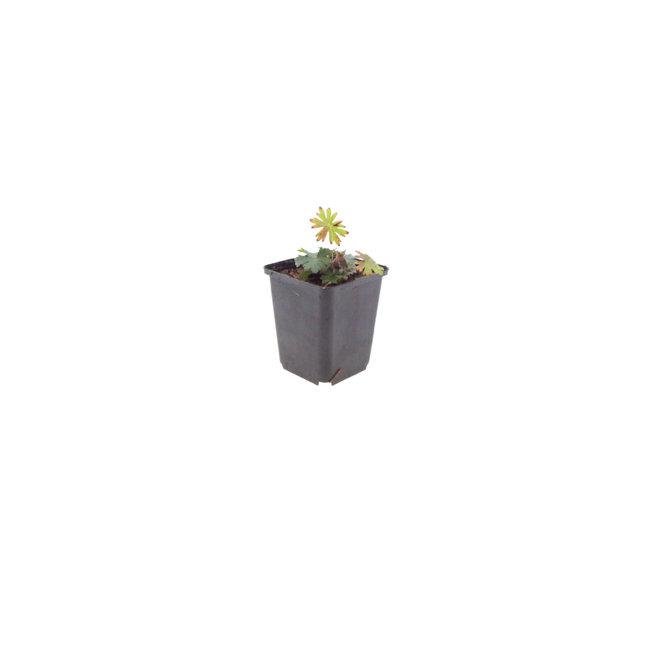 Geranium sanguineum Blut – Storchschnabel – 6 Pflanzen Ø9cm – Höhe10-25cm – Blühende Staude für Beet Steingarten Bodendecker