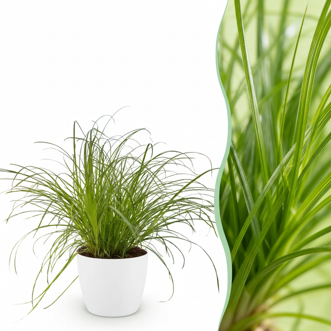 Cyperus Alternifolius Zumula Katzengras – Zimmerpflanze im weißen Topf Ø12cm Höhe20cm – Haustierfreundliche Grünpflanze – Pflegeleicht