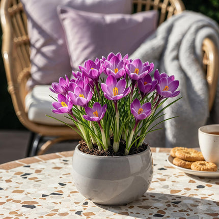 Blumenzwiebeln Crocus Ruby Giant – 50 Stück – Lila Krokusse – Frühblühende Blumenzwiebeln für Beet, Balkon & Terrasse – Bienenfreundlich