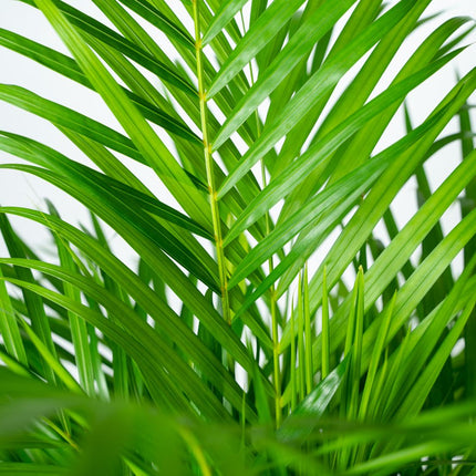 Goldfruchtpalme Areca – Zimmerpflanze Ø21cm – 110cm hoch – Luftreinigende tropische Palme für gesundes Raumklima – frisch aus der Baumschule