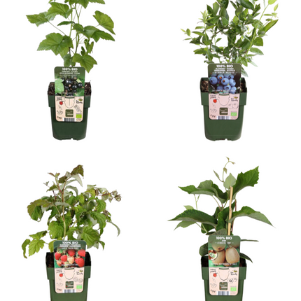 BIO Obstpflanzen – 4 Pflanzen – Himbeere, Blaubeere, Kiwi, Brombeere – 13cm – 20-25cm – Selbstbestäubend & Pflegeleicht – Für Garten, Balkon & Terrasse