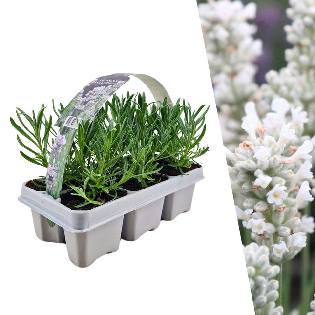 Echter Lavendel angustifolia White – 6 Pflanzen – Ø7cm - ca. 15cm hoch – Mehrjähriger, weiß blühender Lavendel – Duftend, winterhart & pflegeleicht