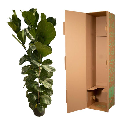 Ficus lyrata – Geigenfeige – Zimmerpflanze – Ø30cm – Höhe ca. 180cm – Großblättrige Grünpflanze mit aufrechtem Wuchs – Für Wohnzimmer & Büro