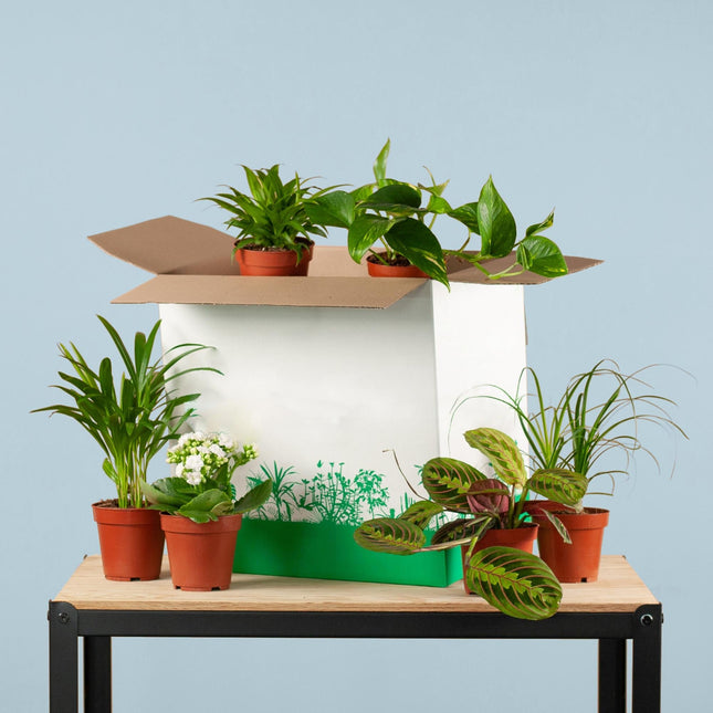 Zimmerpflanzen 6er Set – Save Me Box – Überraschungs-Zimmerpflanzen – Pflegeleicht & Vielseitig