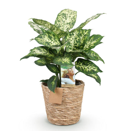 Dieffenbachia Compacta – 45-50cm – 17cm inkl. Naturkorb – Pflegeleichte bunte Zimmerpflanze – Marmoriertes Blattwerk
