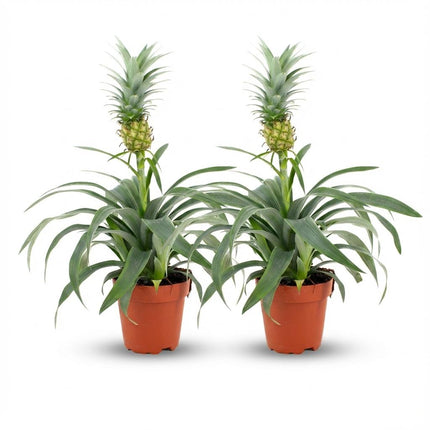 Ananaspflanze Mi Amigo – 2 Pflanzen – Ø12cm – Höhe 35-40cm – Tropische Zimmerpflanze mit Zierananas – Exotische Dekopflanze für Zuhause