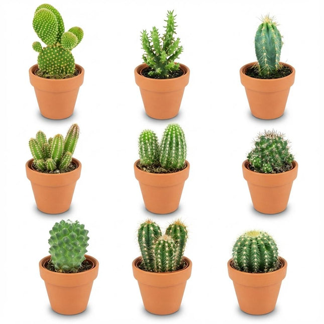 Mini Kaktus Mix – 9 Kakteen – Ø8,1cm Terrakottatöpfe – Höhe 5-10cm – Pflegeleichte Zimmerpflanzen – Ideal für Fensterbank Büro & Wohnraum