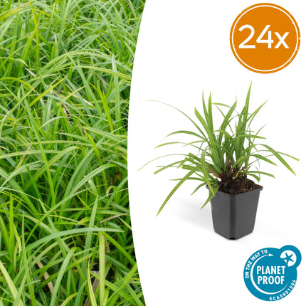 Carex morrowii 'Irish Green' – 24 Pflanzen – ↕10-25cm – Ø9cm – Immergrüner Bodendecker – Pflegeleicht & Vielseitig – Schattentauglich