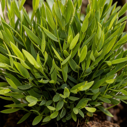 Bambus Pogonatherum Monica Zimmerpflanze inkl. Naturkorb