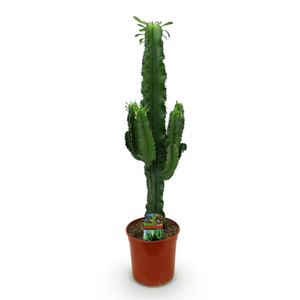 Wolfsmilchkaktus Euphorbia Eritrea – Afrikanischer Milchbaum – 70cm – 19cm – Pflegeleichte Sukkulente mit markanten Stängeln – Robuste Zimmerpflanze