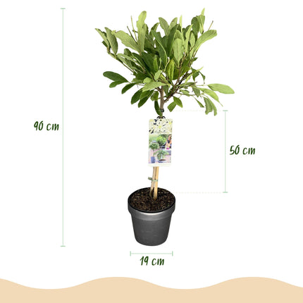 Sternmagnolie Magnolia stellata – 19cm Höhe ca.90cm – Weiß blühend – Laubabwerfend & winterhart – Elegante Magnolie für Beet Balkon Terrasse