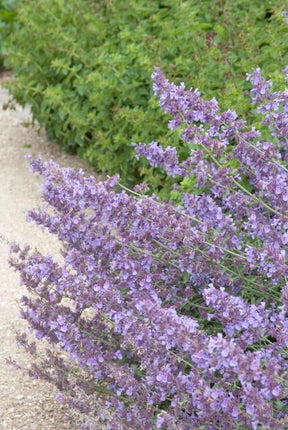 Nepeta 'Walker's Low' – 24 Pflanzen – ↕10-25cm – Ø9cm – Lavendelblaues Duftgras – Bienenfreundlich & Pflegeleicht