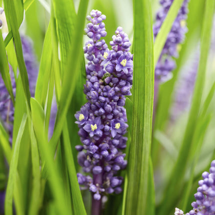 Liriope muscari 'Big Blue' – 24 Pflanzen – Immergrüner Bodendecker – 9cm – ↕10-25cm – Mit violetten Blütenrispen – Pflegeleicht & winterhart