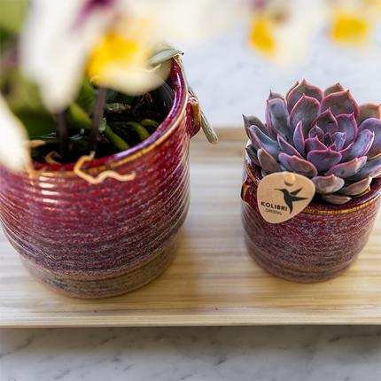 Geschenkset Aura – Rosa Phalaenopsis Orchidee Congo & Grünpflanze – Dekoset mit 2 Aura Ziertöpfen & Bambustablett – Stilvolle Pflanzen