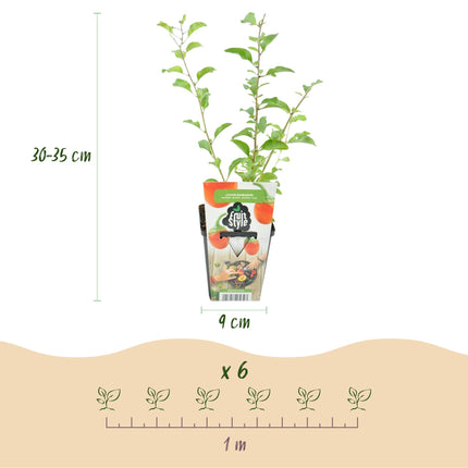 Goji – Beere Lycium barbarum winterhart 3 Pflanzen Ø9cm Höhe 30cm – Rote orange Beerenpflanze für Garten Beet Balkon & Terrasse