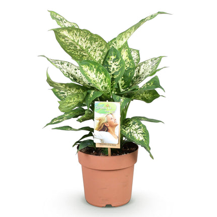 Dieffenbachia Compacta – Buntlaubige Zimmerpflanze – 17cm – Höhe 45-50cm – Pflegeleichte dekorative Blattpflanze für Wohn – und Arbeitsräume