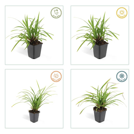 Grünblättrige Segge Carex morrowii 'Irish Green' – ↕10-25cm – Ø9cm – 6 Pflanzen – Bodendecker – Immergrün – Pflegeleicht – Schattentauglich