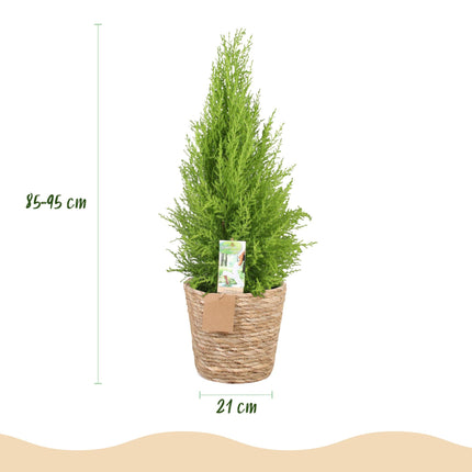 Cupressus Gold Crest Wilma – 85-95cm – 21cm mit Korb – Pflegeleichte Zimmerkonifere – Gelbgrüne Duftzypresse für Wohnzimmer, Büro & Eingangsbereiche