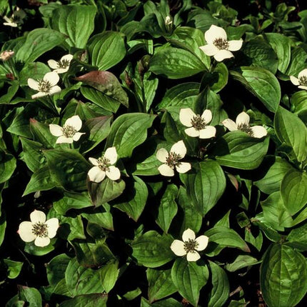 Cornus canadensis – Kanadische Kornelkirsche – 48 Pflanzen – Bodendecker mit weißen Blüten – Ø9cm – ↕10–25cm – Schattenpflanze – Winterhart – Bienenfreundlich