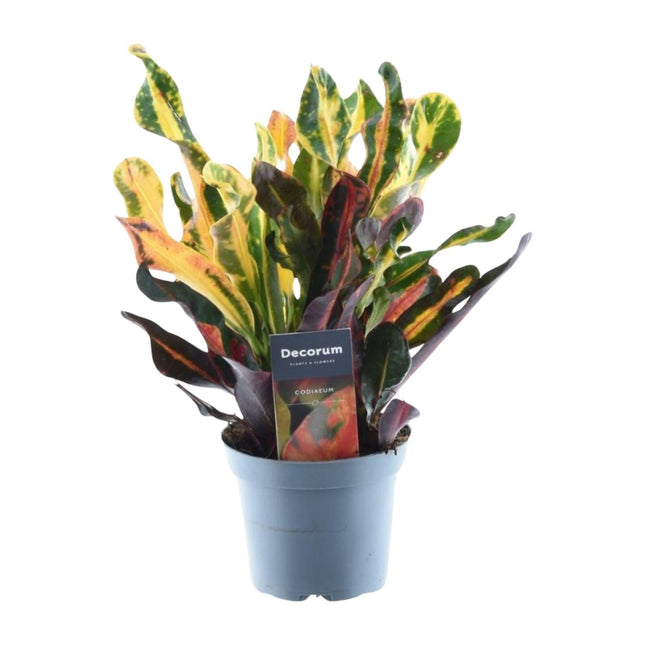 Wunderstrauch – Codiaeum variegatum 'Mammi' – Zimmerpflanze – ca. 30cm hoch – Ø12cm – Farbiges Laub – Pflegeleicht
