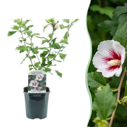 Garteneibisch Hibiscus syriacus Hamabo – Strauch – Blüte Hellrosa – Pflegeleicht – 17cm Höhe 45cm – Für sonnige & halbschattige Standorte