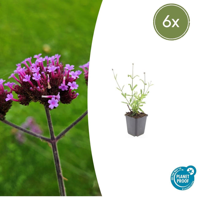 Hohes Eisenkraut Verbena bonariensis 'Lollipop' – ↕10-25cm – Ø9cm – 6 Pflanzen – Lilafarbene Blüten – Langblühend – Pflegeleicht
