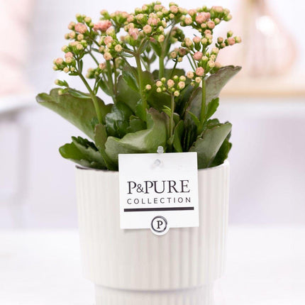 Kalanchoe Rosa in Keramiktopf Glänzend Weiß – Ø12cm ↕27cm – Blühende Zimmerpflanze mit rosa Blüten – Pflegeleicht & langlebig