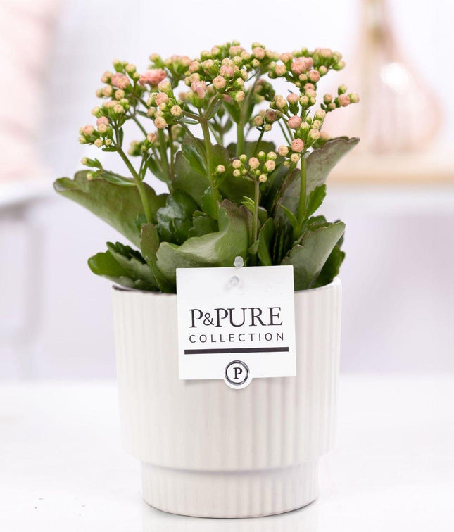 Kalanchoe Rosa in Keramiktopf Glänzend Weiß – Ø12cm ↕27cm – Blühende Zimmerpflanze mit rosa Blüten – Pflegeleicht & langlebig