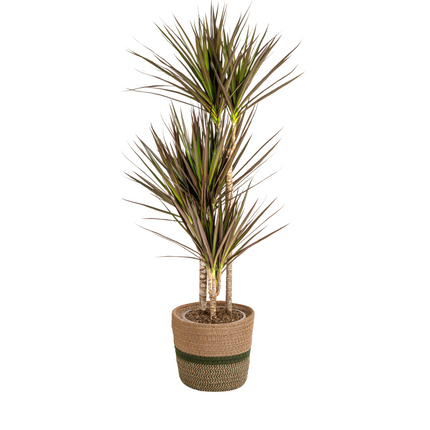 Dracaena Marginata Magenta inkl. Naturkorb – Höhe 110-130cm – Ø21cm – Exotische Zimmerpflanze mit roten Blatträndern – Pflegeleicht & luftreinigend