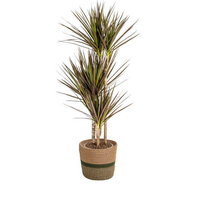 Dracaena Marginata Magenta inkl. Naturkorb – Höhe 110-130cm – Ø21cm – Exotische Zimmerpflanze mit roten Blatträndern – Pflegeleicht & luftreinigend