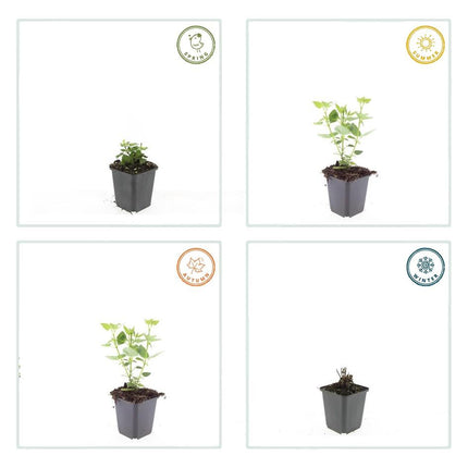 Agastache 'Blue Fortune' – lavendelblaue Blüten – 48 Pflanzen – bienenfreundlich – duftende Staude – Ø9cm – ↕10–25cm – pflegeleicht – sonnig – naturnaher Garten