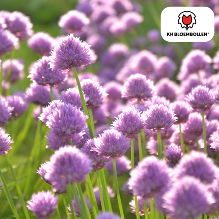 Allium carolinianum – 15 Blumenzwiebeln – lila-violette Blüten – winterhart & bienenfreundlich