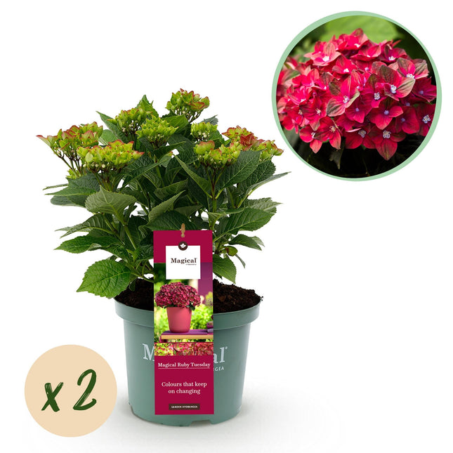 Hydrangea macrophylla Ruby Tuesday & Sapphire – Gartenhortensie – 2 Pflanzen – 23cm – Höhe 55cm – Rot und Blau – Balkonpflanze – 6-10 Blüten