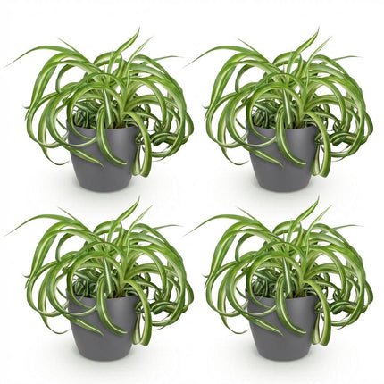 Chlorophytum Comosum Bonnie Lockige Graslilie – 4er Set Zimmerpflanzen im grauen Topf Ø12cm Höhe20cm – Haustierfreundliche Grünpflanze