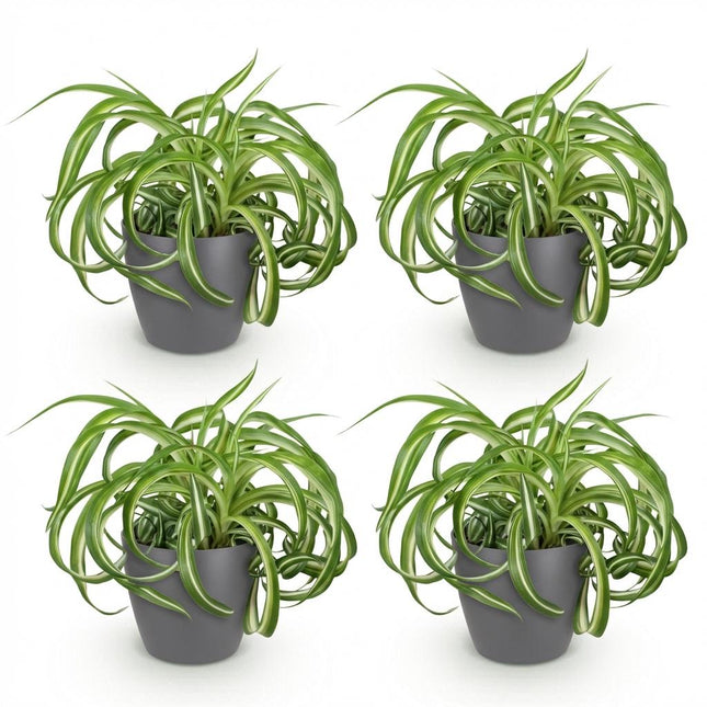 Chlorophytum Comosum Bonnie Lockige Graslilie – 4er Set Zimmerpflanzen im grauen Topf Ø12cm Höhe20cm – Haustierfreundliche Grünpflanze