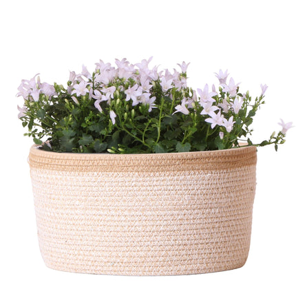 Campanula Addenda Ambella weiß 3er Set – Glockenblume weiß im Baumwollkorb mit Bewässerungsreservoir – Topfgröße 12cm – winterhart, lang blühend für Balkon, Garten & Wohnraum