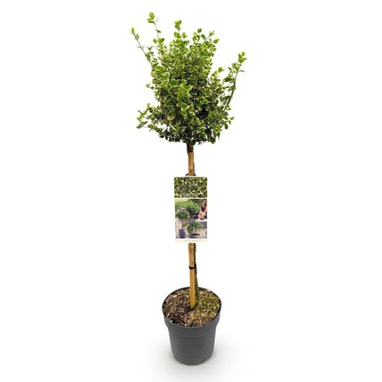 Euonymus fortunei ‘Emerald Gaiety’ – Stamm – Pflanze – Immergrün & winterhart – für Terrasse, Balkon & Garten – pflegeleicht – Ø19cm – Höhe ca. 90cm