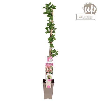 Waldgeißblatt – Lonicera periclymenum ‘Belgica’ – Ø15cm x ↕65cm – Stark duftende Kletterpflanze mit rot – weißen Blüten – Pflegeleicht & winterhart