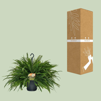 Schwertfarn – Nephrolepis Green Lady – Zimmerpflanze – Ø20 cm – ↕60 cm – Boston-Farn – Pflegeleicht – Luftreinigend