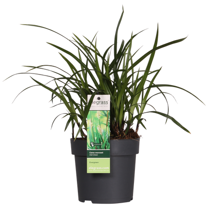 Carex morrowii 'Irish Green' - Immergrünes Ziergras - Ø19cm ↕40cm - Robuste Gartenpflanze für Sonne & Schatten