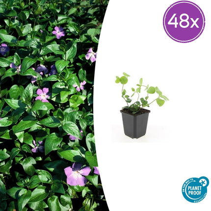 Vinca major – 48 Pflanzen – Großes Immergrün – Immergrüner, winterharter Bodendecker mit violett-blauen Blüten – Pflegeleicht & robust