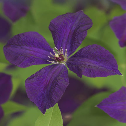 Kletterpflanze Clematis vit. 'Polish Spirit' – Tiefviolette Blüten – 2 Pflanzen – 11 cm x H40 cm – Bis 3 m – Pflegeleicht – Ideal für Garten, Balkon & Pergola