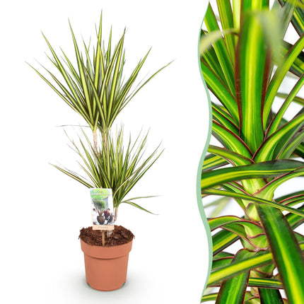 Dracaena Sunray – Drachenblutbaum – 17cm – Höhe 70-75cm – Pflegeleichte Zimmerpflanze in Grün und Gelb für moderne Wohn – und Arbeitsräume
