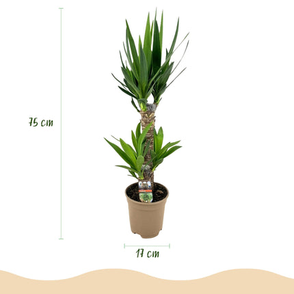 Palmlilie Yucca Elephantipes – 75cm – 17cm – Pflegeleichte Palmlilie mit schmalen, grünen Blättern